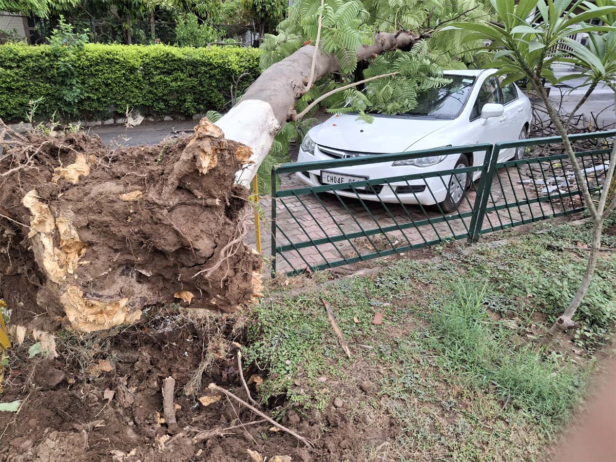 Car Severely Damaged Due to Falling Tree